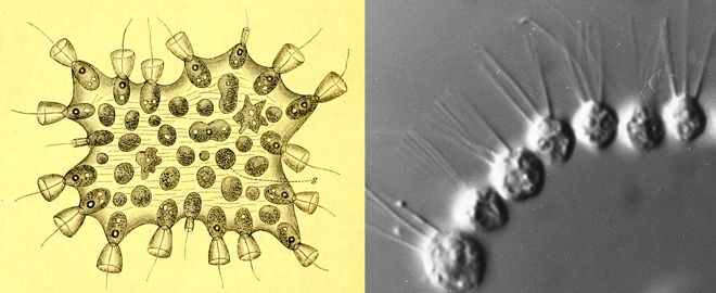 choanoflagellates mechnikov sergey karpov