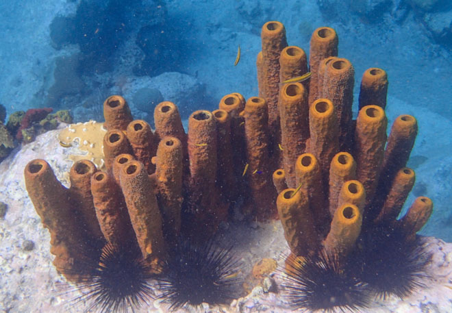 yellow tube sponges